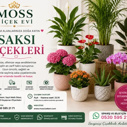 Saksı Çiçekleri