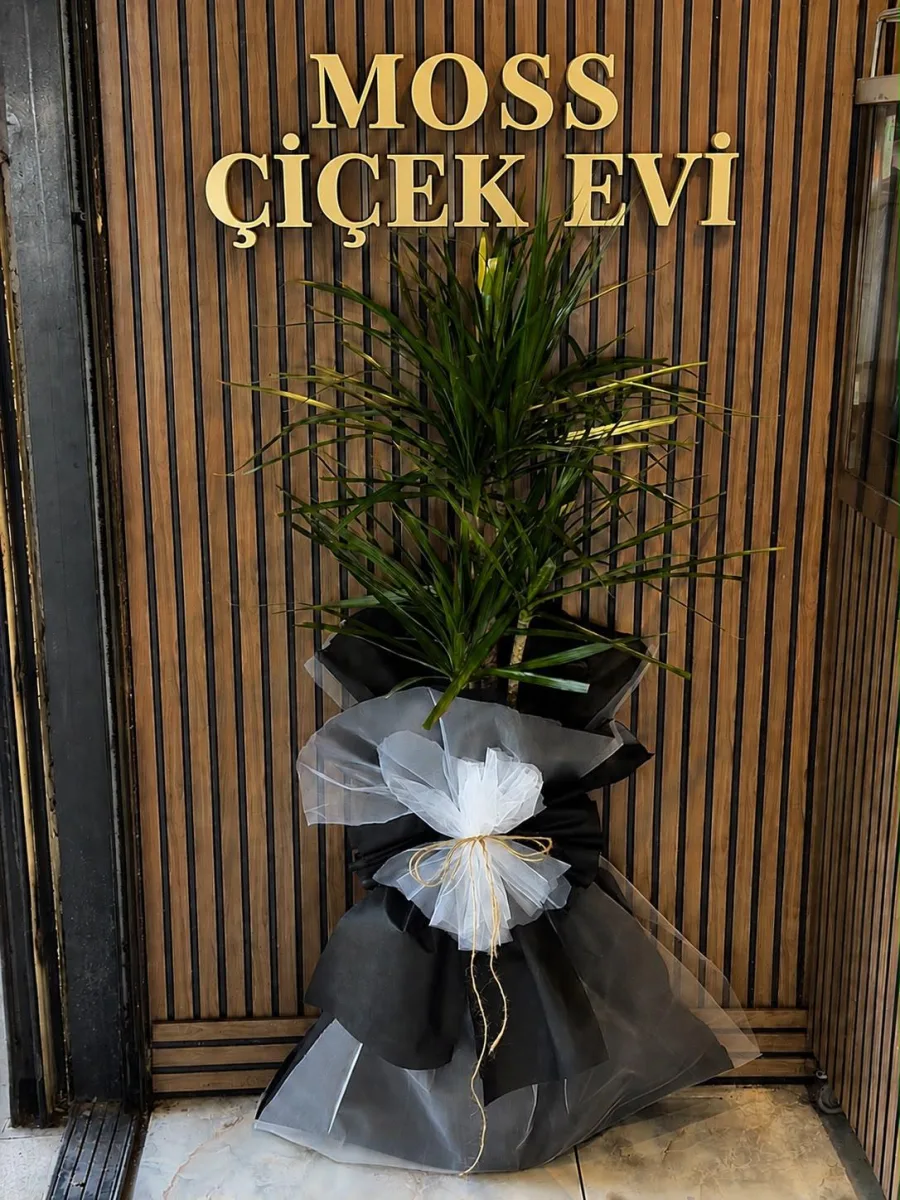 2'li Marginata Saksı Çiçeği