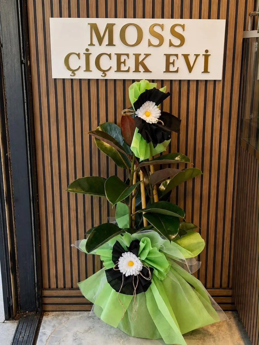 2'li Kauçuk Saksı Bitkisi