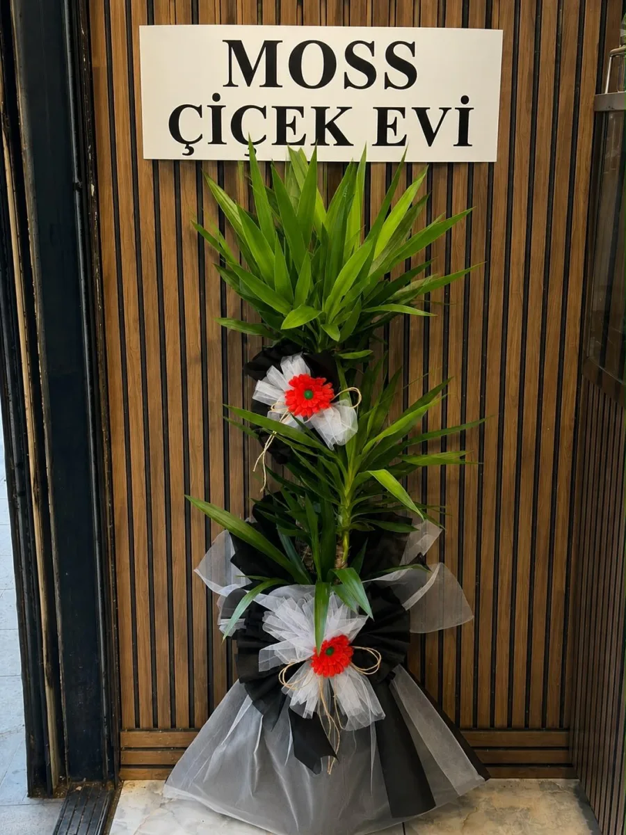 3'lü Yuka Saksı Bitkisi