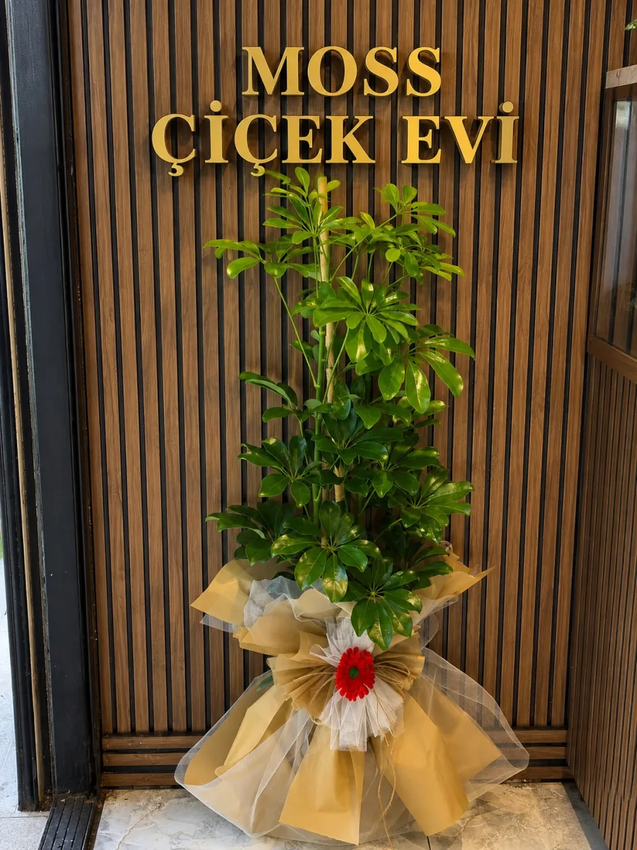 2'li Şeflera Saksı Bitkisi