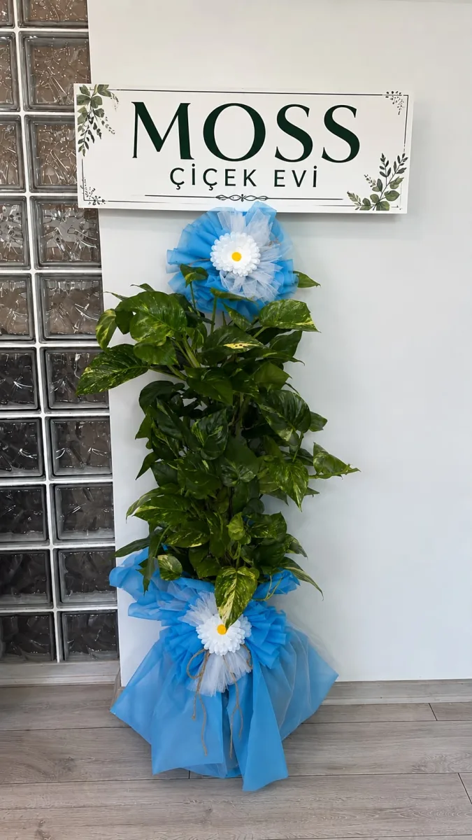 Pothos Saksı Bitkisi